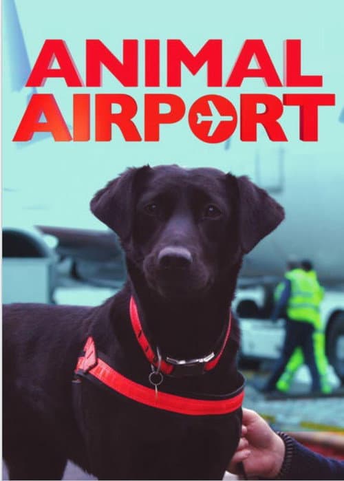 Animal Airport (2000)