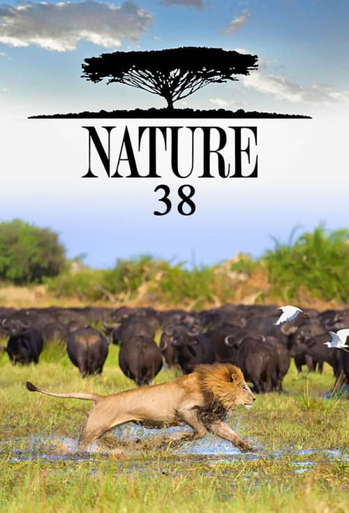 Nature - Season 38
